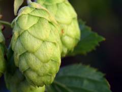 Hopfen